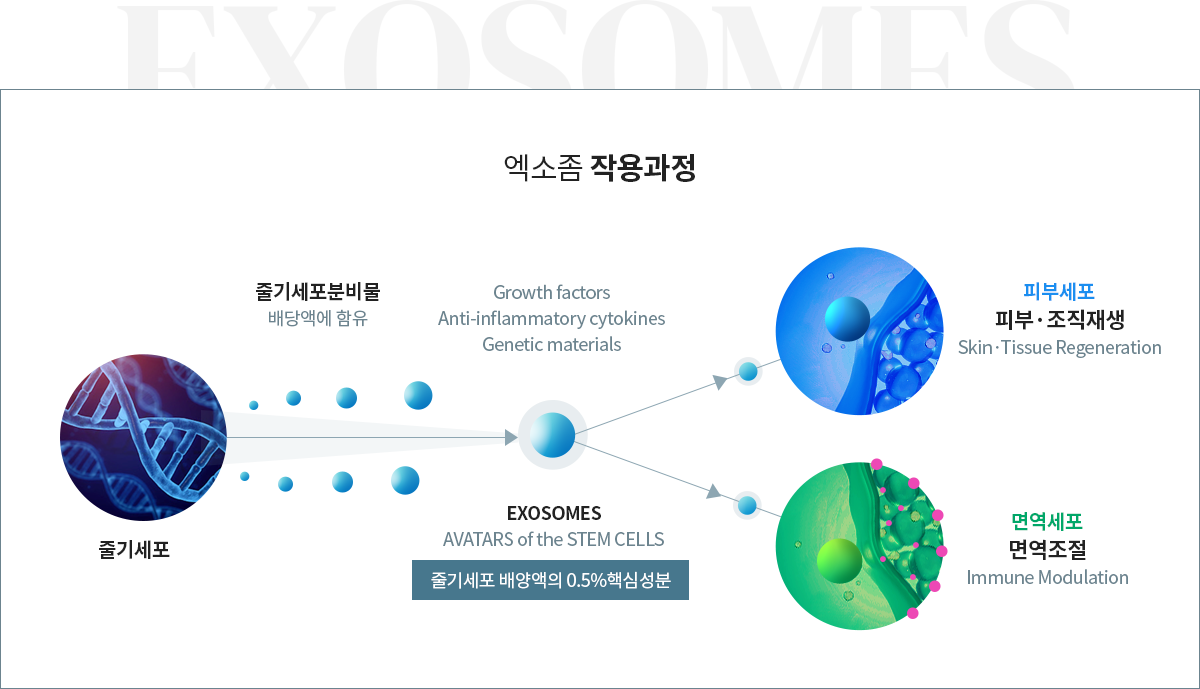 엑소좀 작용과정