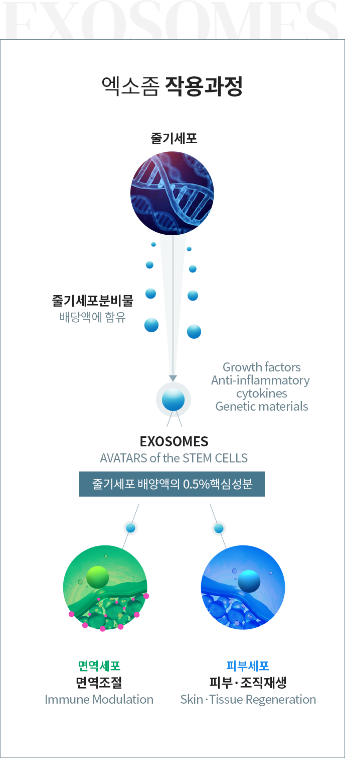 엑소좀 작용과정